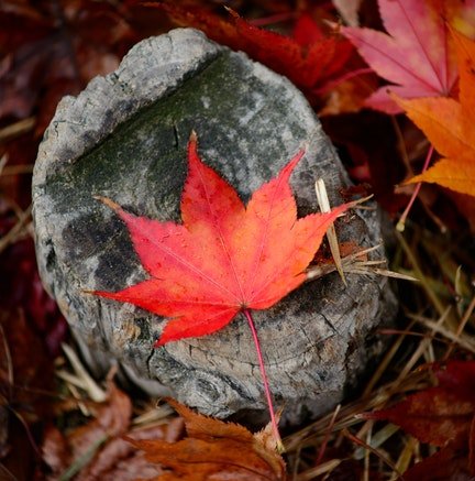 About Me mapleleaf - About Me